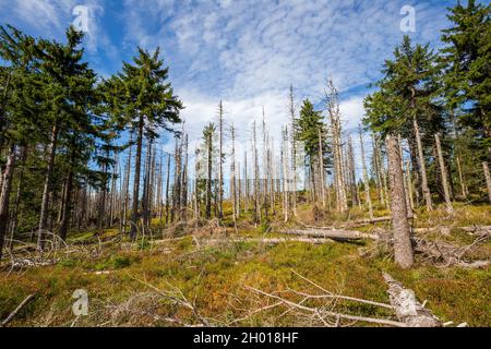 Alberi morti nella foresta a causa dell'inquinamento atmosferico nei Beskids silesiani in Polonia Foto Stock