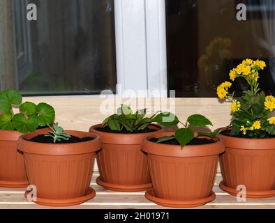 Primo piano foto di vasi di fiori appena piantati e posti sul balcone finestra; il concetto di giardinaggio casa Foto Stock