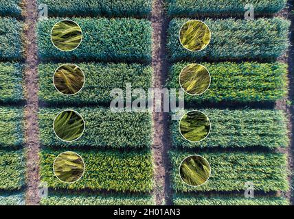 Collage di immagine aerea di lotti di prova agricoli e primi piani di campioni di orzo in cerchi Foto Stock