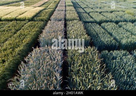 Immagine aerea di terreni di prova agricoli con diversi tipi di colture di cereali, ibridi, sparare da drone Foto Stock