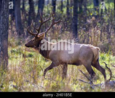 Vista laterale del profilo di Elk maschile ravvicinata camminando nella foresta con uno sfondo di alberi sfocati, che mostra le sue formiche nel suo ambiente e habitat. Foto Stock