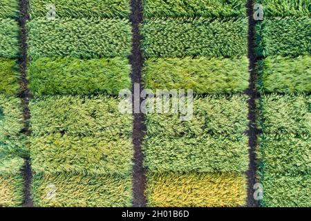 Immagine aerea di terreni di prova agricoli con diversi tipi di colture di cereali, ibridi, sparare da drone Foto Stock