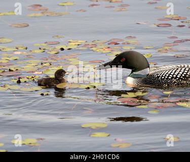 Loon comune e pulcino bambino loon nuotare in stagno e celebrare la nuova vita con le pastiglie di giglio d'acqua nel loro ambiente e habitat circostante. Foto Stock