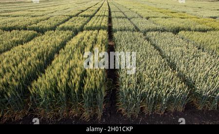 Immagine aerea di terreni di prova agricoli con diversi tipi di colture di cereali, ibridi, sparare da drone Foto Stock