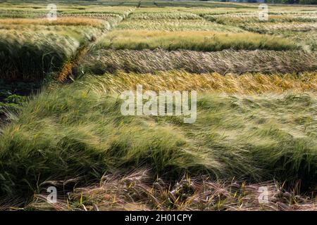 Immagine aerea di terreni di prova agricoli con diversi tipi di colture di cereali, ibridi, sparare da drone Foto Stock