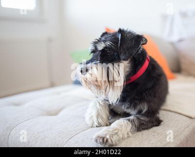 Carino cane in miniatura schnauzer adagiato sul divano in soggiorno Foto Stock