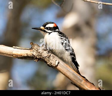 Vista ravvicinata del profilo Woodpecker arroccato su un ramo di albero e nel suo ambiente e habitat nella foresta con uno sfondo sfocato. Immagine. Immagine. Foto Stock