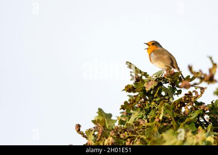 Robin, Erithacus rubecula, cantando su un albero di quercia nel bosco del Norfolk. Foto Stock