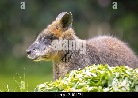 Palude wallaby Wallabia bicolore seduta in erba Foto Stock