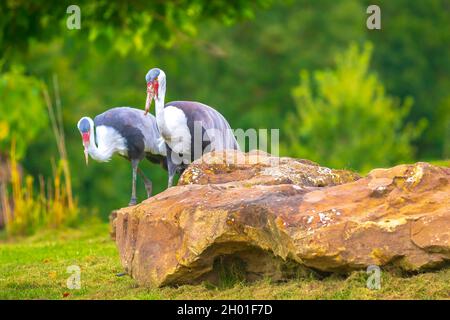 Primo piano di una gru wattled, grus carunculata, uccello foraging in un prato verde Foto Stock