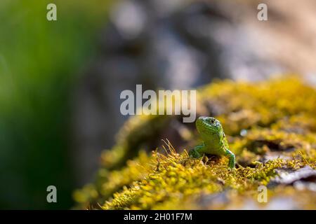 Lucertola di sabbia, Lacerta agilis, maschio verde. Riscaldamento al sole, riposando su legno in una foresta Foto Stock