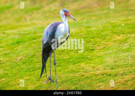 Primo piano di una gru wattled, grus carunculata, uccello foraging in un prato verde Foto Stock