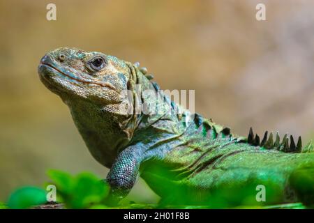 Ctenosaura bakeri o utila iguana dalla coda spinosa, iguana dalla coda spinytail di Baker, swamper o wishiwilly del suampo, una iguana dalla coda spinytail criticamente in pericolo Foto Stock