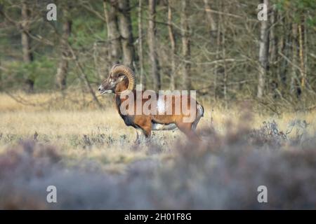 Mouflon (Ovis gmelini) che fora in una foresta Foto Stock