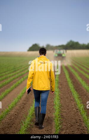 Vista posteriore dell'agricoltore con la tavoletta che cammina nel campo di mais davanti al trattore in primavera Foto Stock