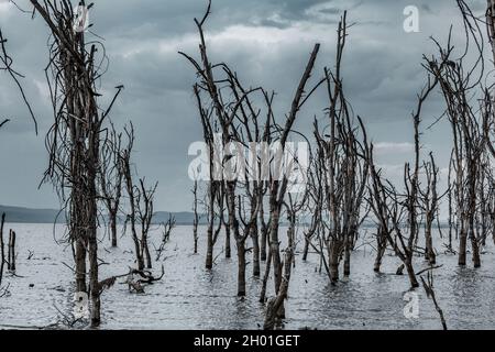 Alberi morti in un lago salato a Sopa Lodges Naivasha Kenya di Antony Trivet Photography Foto Stock