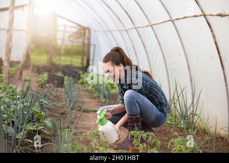 Donna contadina spruzzando verdure con prodotti chimici in serra Foto Stock