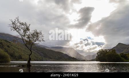 L'albero Lonely di Llanberis visto dal bordo di Llyn Padarn durante l'autunno del 2021 nel Galles del Nord. Foto Stock