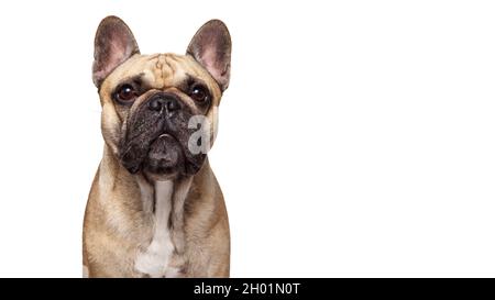 Colpo di cane francese isolato su sfondo bianco. Studio girato del cane. Foto Stock