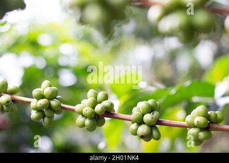 Segmenti verdi o non maturi di frutta del caffè. Chicchi di caffè in dettaglio con sfondo sfocato. Caffetteria robusta. Foto Stock