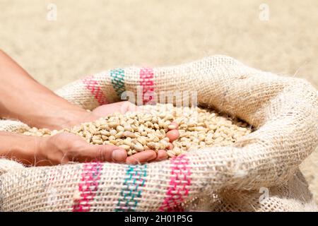Prendere una manciata di caffè secco da un sacco. Caffè colombiano di buona qualità. Concetto agricolo commerciale. Foto Stock