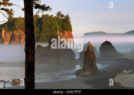 Mattina nebbia su Ruby Beach, Olympic National Park, Washington Foto Stock