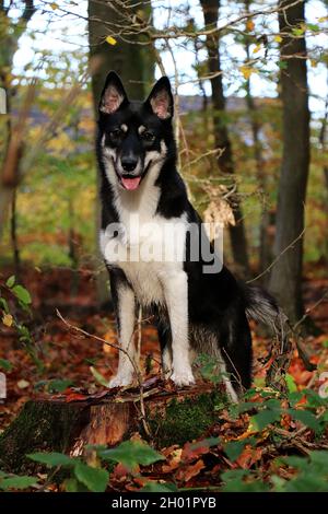 Un bel cane di razza Lappniano nella foresta Foto Stock