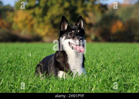 Un bel cane di lapsk vallhund che posa su erba verde Foto Stock