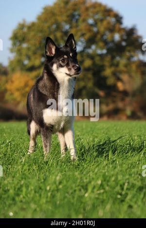 Un divertente lapsk vallhund cane vagare in campo Foto Stock