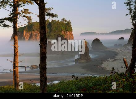 Mattina nebbia su Ruby Beach, Olympic National Park, Washington Foto Stock