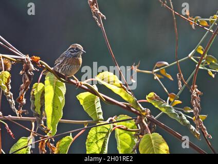 Sordonata di Rufous (Prunella strophiata strophiata) adulto arroccato sulla vite Eaglenest, Arunachal Pradesh, India Gennaio Foto Stock