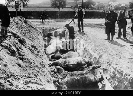 Seppellendo cavalli morti dopo la battaglia di Haelen, combattuta dagli eserciti tedesco e belga il 12 agosto 1914 nei pressi di Haelen, Foto Stock