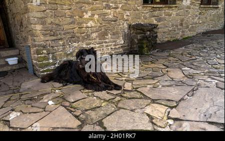 Una razza del cane nero Terranova seduto su una pietra di ciottoli contro un muro nel portico anteriore, è un grande cane da lavoro per il pescatore. Foto Stock