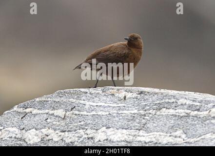 Brown Dipper (Cinclus pallasii) adulto che cammina attraverso rock Nepal Gennaio Foto Stock