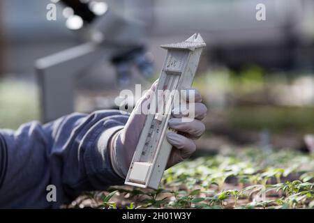 Primo piano della mano del botanist che tiene il termometro d'annata sopra le piantine in serra Foto Stock
