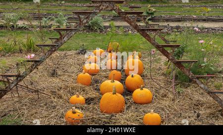 Zucche giacenti su paglia in un'allotment Foto Stock