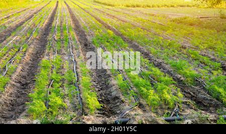 Piantagioni di giovani carote crescono nel campo in una giornata di sole. File di verdure. Verdure crescenti. Agricoltura, agricoltura. Carota. Primo piano. Selezione f Foto Stock