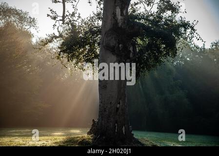 Yin e yang della natura in una mattinata di nebbia vicino al parco, Brighton, East Sussex, Regno Unito. Foto Stock