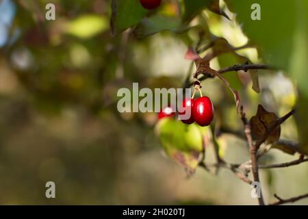 Cornus mas o dogwood rosso comune. Autunno bacche selvatiche sui rami di un arbusto. Sfondo naturale e luminoso con spazio bokeh per la copia. Raccolta in autum Foto Stock