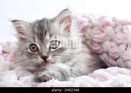 Una cartolina con un piccolo gatto. Un gattino carino lecca una zampa adagiata su una coperta. Un piccolo gattino soffice è sdraiato. Foto Stock