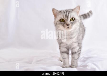 Un gatto a righe grigie si erge su uno sfondo bianco. CopySpace Foto Stock