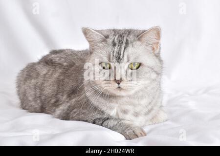 Primo piano di un gatto a strisce grigie adagiato su sfondo bianco. Foto Stock