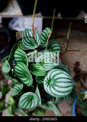 fiore di anguria, questa pianta ha un modello simile ad un anguria Foto Stock