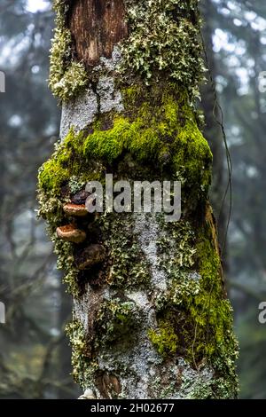 Tronco di albero morto cresciuto con lichen, muschio e funghi Foto Stock