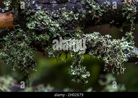 Licche filiforme pende da un ramo morto e coperto di muschio nella foresta dei Vosgi vicino a Linthal, Alsazia, Francia. Foto Stock