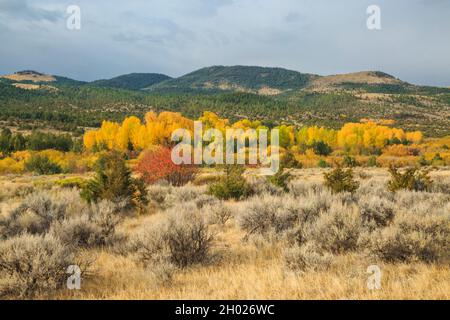 colline sopra i colori di caduta di cottonwoods nella valle profonda del torrente vicino townsend, montana Foto Stock