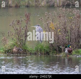 Un Great Blue Heron con i mallardi in un habitat paludoso Foto Stock