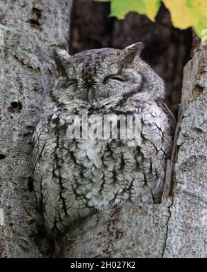 Eastern Screech Owl mimeted in un albero Foto Stock