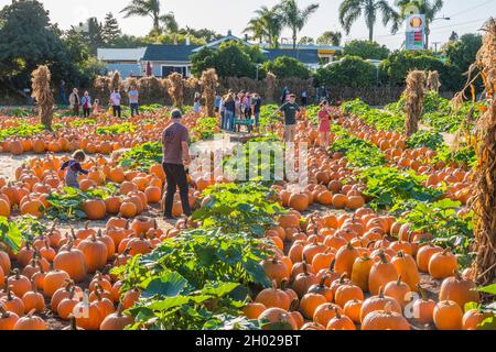 Famiglie che scelgono le zucche per Halloween in un cerotto di zucca a Goleta, California. Foto Stock