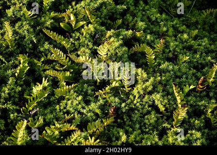 Flora sull'isola nell'arcipelago di Fjällbacka sulla costa occidentale della Svezia. Foto Stock